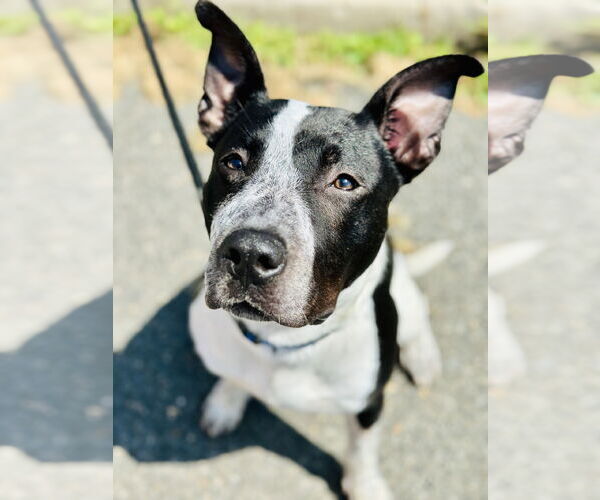 Medium Photo #1 American Pit Bull Terrier Puppy For Sale in Manahawkin, NJ, USA