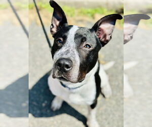 Medium American Pit Bull Terrier