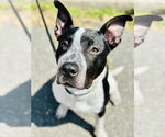 Small American Pit Bull Terrier