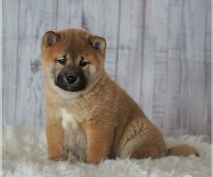 Shiba Inu Puppy for sale in FREDERICKSBG, OH, USA