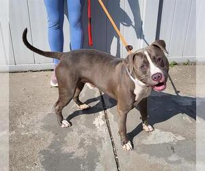 American Staffordshire Terrier Dogs for adoption in Louisville, KY, USA