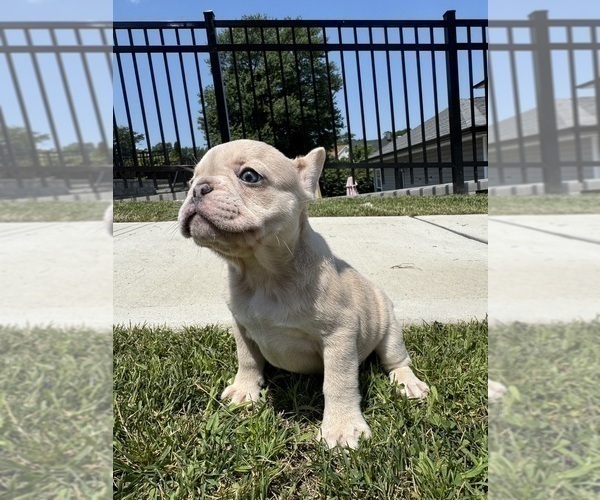 Medium Photo #6 French Bulldog Puppy For Sale in SAYREVILLE, NJ, USA