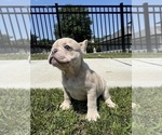 Small #4 French Bulldog