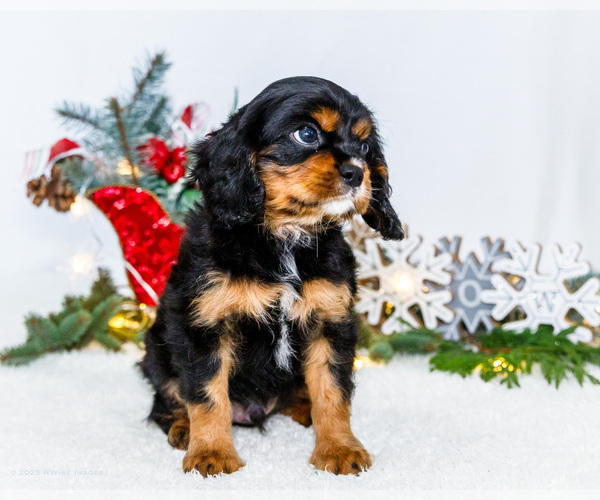 Medium Photo #43 Cavalier King Charles Spaniel Puppy For Sale in WAKARUSA, IN, USA
