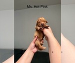 Small #14 Golden Retriever