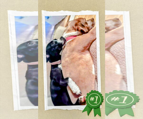 Medium Photo #4 Mutt Puppy For Sale in columbia, SC, USA