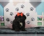 Puppy 2 Poodle (Toy)-Yorkshire Terrier Mix