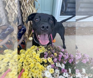 Labrador Retriever-Unknown Mix Dogs for adoption in Germantown, OH, USA