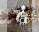 Puppy Ollie Red Pembroke Welsh Corgi