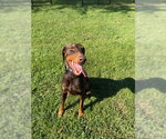 Small #16 Doberman Pinscher