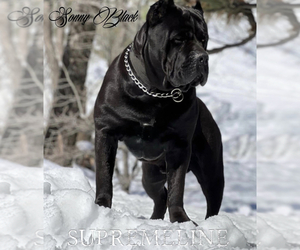 Father of the Cane Corso puppies born on 09/14/2022