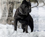 Small Photo #1 Cane Corso Puppy For Sale in SAN DIEGO, CA, USA