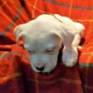 Small Photo #138 Dogo Argentino Puppy For Sale in JANE, MO, USA