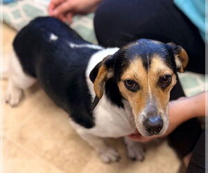 Beagle Dogs for adoption in Raleigh, NC, USA