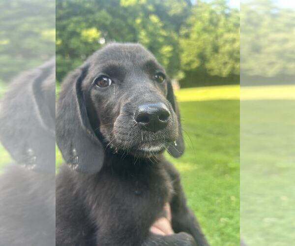 Medium Photo #5 Labrador Retriever-Unknown Mix Puppy For Sale in Aurora, IN, USA