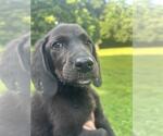 Small #4 Labrador Retriever Mix