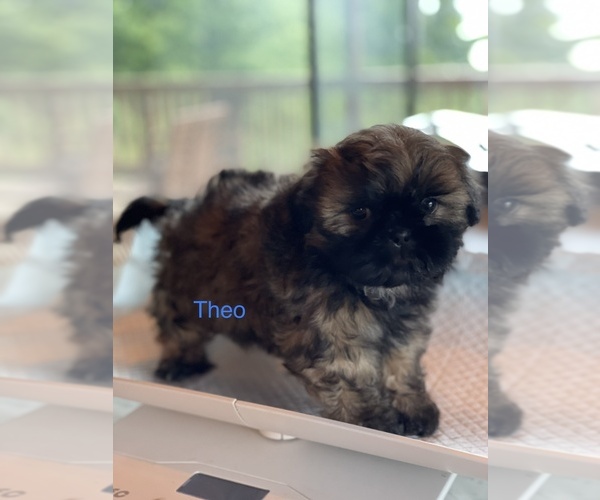Medium Photo #4 Shih Tzu Puppy For Sale in TILLAMOOK, OR, USA