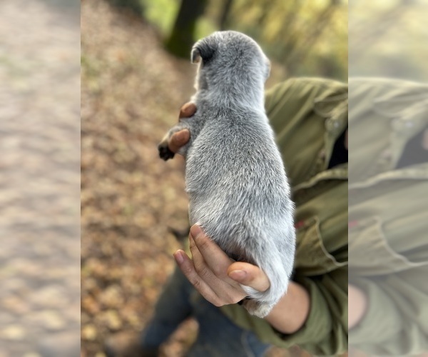 Medium Photo #8 Australian Cattle Dog Puppy For Sale in OREGON HOUSE, CA, USA