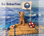 Small Photo #2 Chihuahua-Unknown Mix Puppy For Sale in Arcadia, FL, USA