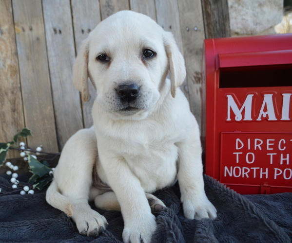 Medium Photo #4 Labrador Retriever Puppy For Sale in HONEY BROOK, PA, USA