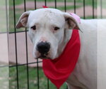 Small American Staffordshire Terrier Mix