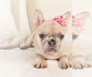 French Bulldog Puppy for sale in LOWELL, MA, USA