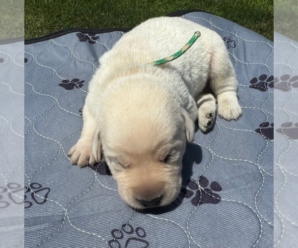 Medium Photo #5 Labrador Retriever Puppy For Sale in DE MOSSVILLE, KY, USA