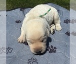 Puppy Puppy 4 Labrador Retriever