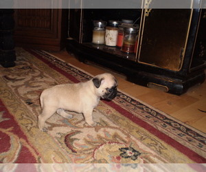 Pug Puppy for sale in NEW CASTLE, IN, USA