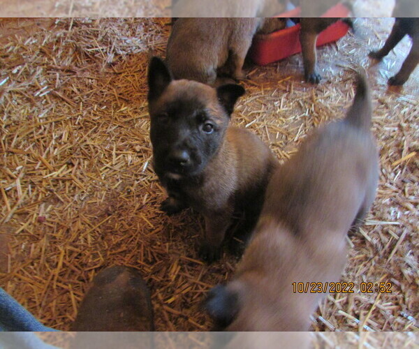 View Ad Belgian Malinois Puppy for Sale near North Carolina, HICKORY