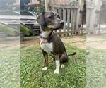Small #3 Beagle Mix