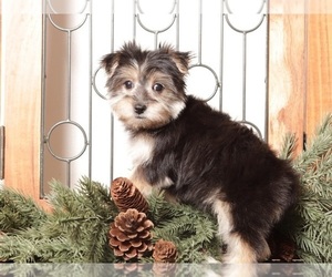Morkie Puppy for sale in NAPLES, FL, USA