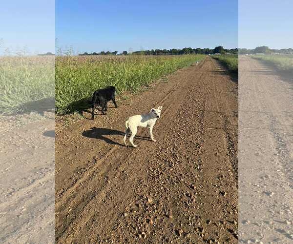 Medium Photo #5 Carolina Dog-Unknown Mix Puppy For Sale in Wakefield, RI, USA