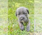 Small Photo #5 Cane Corso Puppy For Sale in DORCHESTER, SC, USA