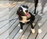 Small #2 Border Collie Mix