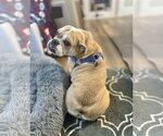 Small Photo #5 Bulldog Puppy For Sale in St. Louis Park, MN, USA