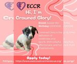 Small #15 Australian Shepherd Mix