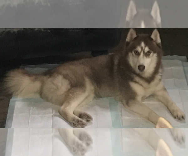 Medium Photo #1 Goldendoodle-Siberian Husky Mix Puppy For Sale in MERRILLVILLE, IN, USA