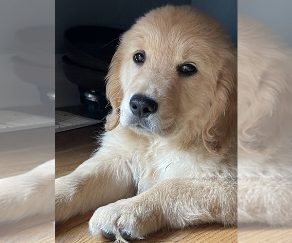 Medium Photo #4 Golden Retriever Puppy For Sale in FAIR PLAY, SC, USA