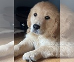 Small #3 Golden Retriever