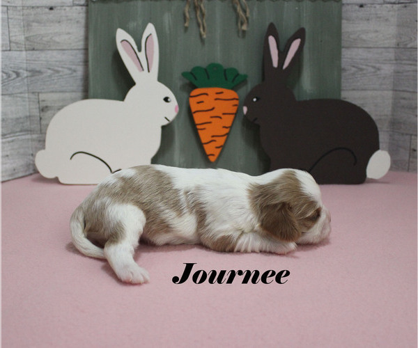 Medium Photo #9 Cavalier King Charles Spaniel Puppy For Sale in CHANUTE, KS, USA