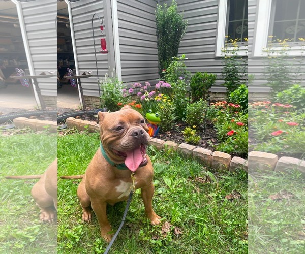 Medium Photo #5 American Bulldog-Unknown Mix Puppy For Sale in Derwood, MD, USA