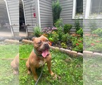 Small #4 American Bulldog Mix