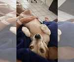Small Photo #6 Beagle Puppy For Sale in Dunnellon, FL, USA