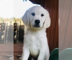 Small Photo #6 Golden Retriever Puppy For Sale in FORT STEILACOOM, WA, USA