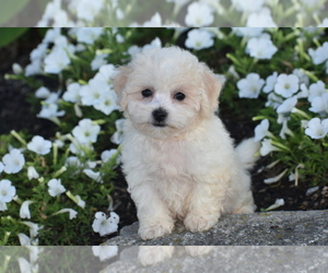 Bichpoo Puppy for sale in ELDORADO, OH, USA