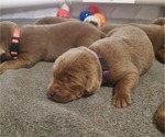 Small Photo #18 Labrador Retriever Puppy For Sale in FLAGLER, CO, USA