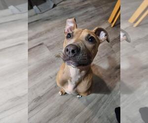 Mutt Dogs for adoption in Marine City, MI, USA