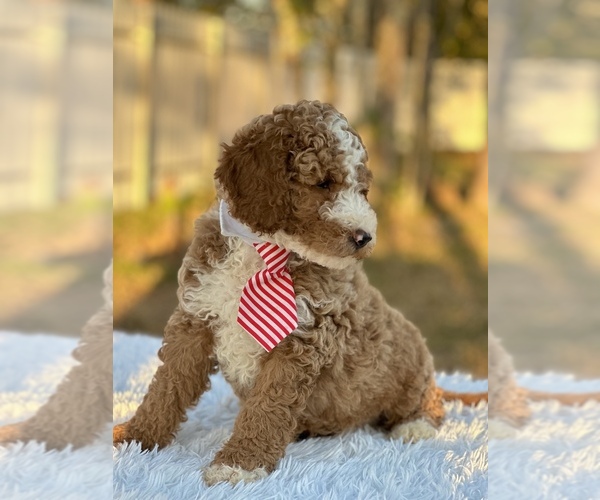 Medium Photo #3 Goldendoodle (Miniature) Puppy For Sale in FROSTPROOF, FL, USA