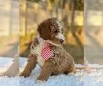 Small Photo #3 Goldendoodle (Miniature) Puppy For Sale in FROSTPROOF, FL, USA